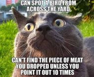 Cat Memes
